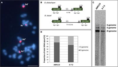 To Be or Not to Be Expressed: The First Evidence of a Nucleolar Dominance Tissue-Specificity in Brachypodium hybridum